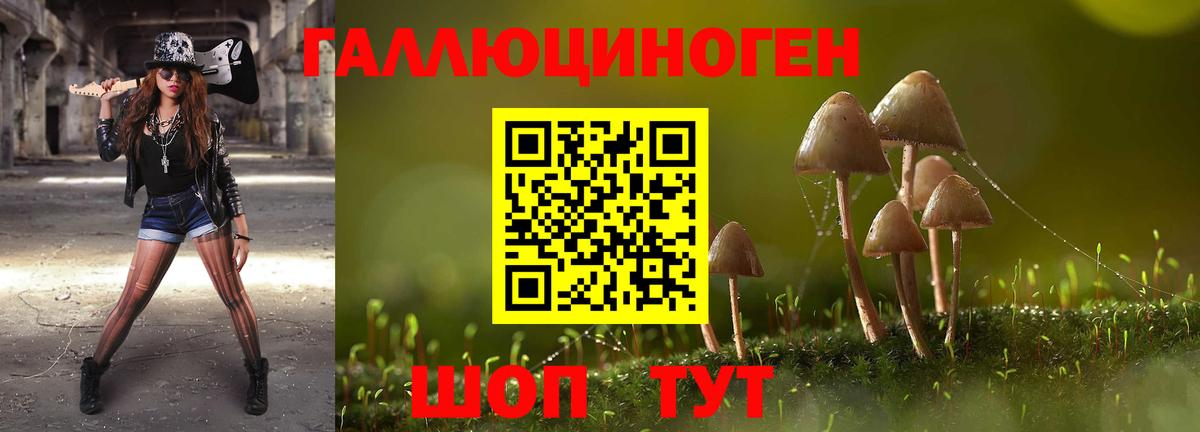 Обнинск  Псилоцибиновые грибы Psilocybine cubensis  Вход с VPN 